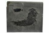 Devonian Lobe-Finned Fish (Osteolepis) Pos/Neg - Scotland #177084-3